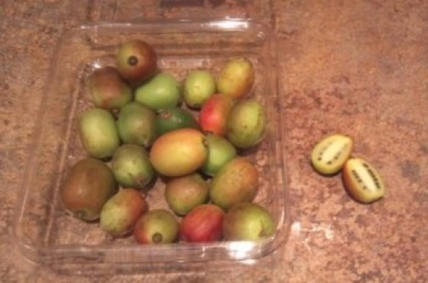 A New Find... Organic Kiwi berries