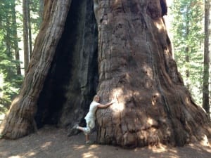 Wendie hugging a Sequoia tree