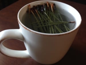 Pine Needle Tea