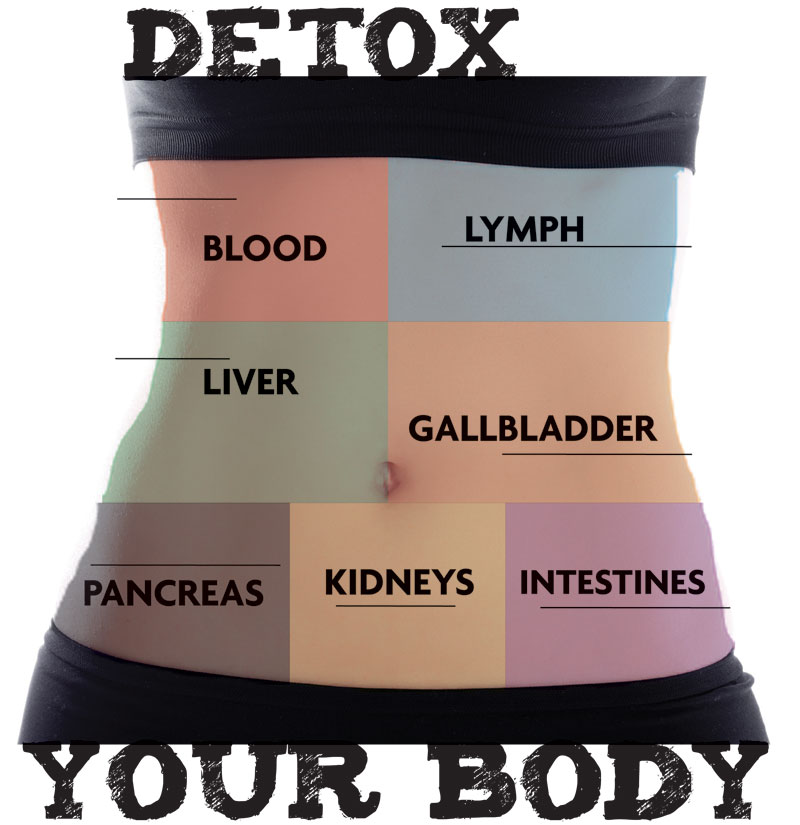 Text framing a close up of a stomach (with color blocking to represent blood, lymph, liver, gallbladder, pancreas, kidneys and intestines) reads, "Detox Your Body"