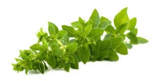 Oregano
