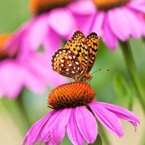 purple coneflower - echinacea