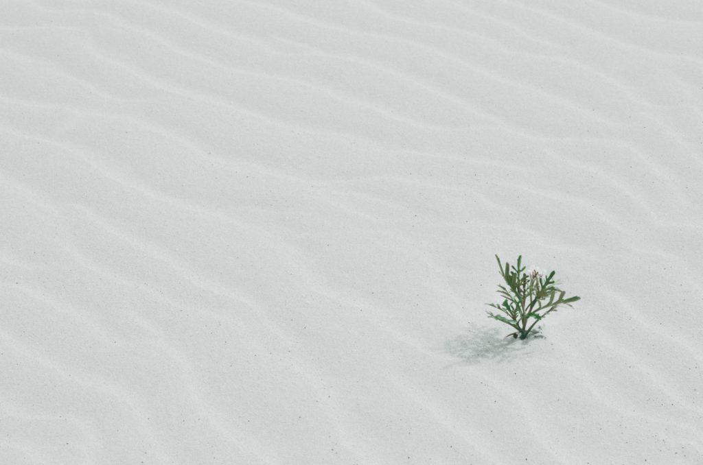 New plant life breaking through the desert