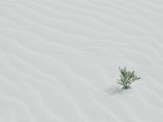 New plant life breaking through the desert